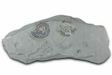 Iridescent Ammonite (Psiloceras) Fossil - England #350960-1